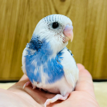 くりんくりんの目が特徴的✨️セキセイインコ(パイド) ヒナ
