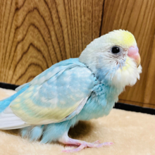 上目遣いがたまらん可愛さ♡セキセイインコ(パステルカラーレインボー) ヒナ