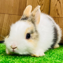 推しポイントがありすぎます♡ネザーランドドワーフ(男の子)