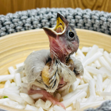【最新画像更新🪄】ミニミニサイズのおちびさん♡シルバー文鳥(ヒナ)