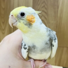 お散歩大好きなんですっ♪オカメインコ(パイド)