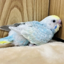 抱っこが落ち着くヒナさんです‪♫セキセイインコ(レインボー) ヒナ