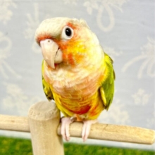 最新画像❗️綺麗🌈ウロコインコ 2023年4月生まれ