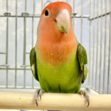 ✨最新画像✨️グリーン💚コザクラインコ(ノーマル) 2023年3月生まれ