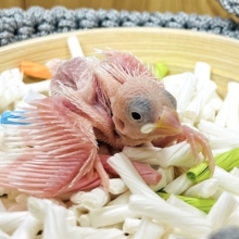 将来はもふもふ大福さんかなっ？白文鳥 ヒナ