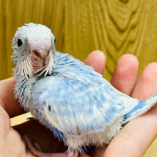 瞬足と言えばオイラのこと！セキセイインコ(スパングル) ヒナ