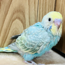 しっかりめの模様がキレイ✨️セキセイインコ(パステルカラーレインボー) ヒナ