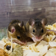 小さなネズミさん🐭アフリカチビネズミ女の子やって来ました〜❤️