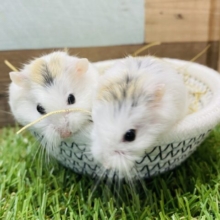 ふんわ〜り🧡優しい表情が可愛すぎなロボロフスキーハムスター🐹（ブラウンパイド）