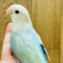 肩が落ち着く♡淡々グリーンアップル🍏コザクラインコ(アクアターコイズシナモンオパーリン)