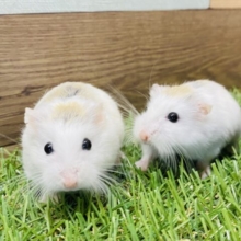 きゅるるん♪あどけない表情が可愛すぎなロボロフスキーハムスター🧡男の子⭐️