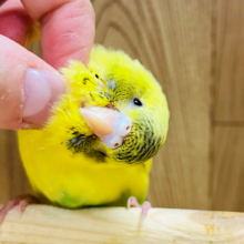 【最新画像更新🪄】手のひらでの甘え方が可愛い子♡セキセイインコ(ハルクイン) ヒナ