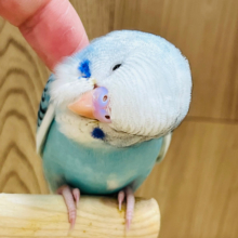 【最新画像更新🪄】面白いカラーの子です♪セキセイインコ(オパーリンパイド) ヒナ