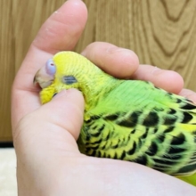 【最新画像更新🪄】愛嬌たっぷり♡あざといポーズも得意です♡セキセイインコ(オパーリン) ヒナ