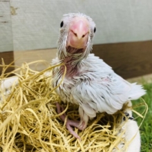 小さな体でもパワフルです❗️元気いっぱいなマメルリハインコ⭐️（アメリカンホワイト）