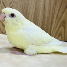 【最新画像更新🪄】食欲旺盛‪☆まるっこフォルムが可愛らしい♡サザナミインコ(クリーム) ヒナ