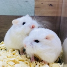 あと１匹！とろ〜んとした癒し顔🩷マシュマロのようなロボロフスキーハムスター女の子！