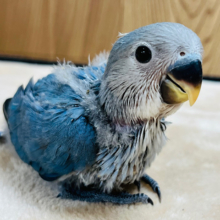 【最新画像更新🪄】わたわたおチビさん♡コザクラインコ(バイオレット) ヒナ