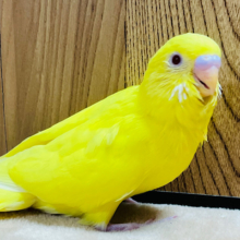 【最新画像更新🪄】元気印のビタミンカラー💛セキセイインコ(ルチノー) ヒナ
