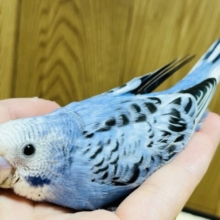 【最新画像更新🪄】まるまるっと成長中♡セキセイインコ(オパーリン) ヒナ