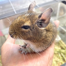 最新画像！カリカリ💛デグー（パイド）男の子　2022年8月生まれ