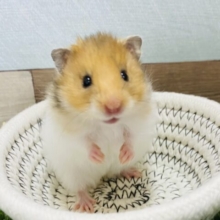 レア‼️なかなか見られないゴールデンハムスターの長毛タイプがやって来ました！