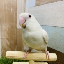 チラッとのぞいちゃいます❣️白さが美しいコザクラインコ！
