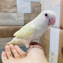 人の手が気になっちゃうんです〜白い体に黄色が綺麗なコザクラインコ⭐️