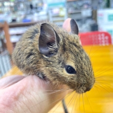 最新画像！✨️きゃわたん✨️デグー(アグーチ)男の子2023年3月生まれ