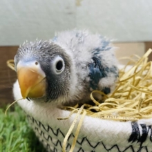 目の白い縁取りがカワイイ💙人気のブルーボタンインコ！
