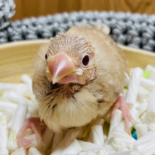 【最新画像更新🪄】いっぱい食べるよ！！！シナモン文鳥 ヒナ