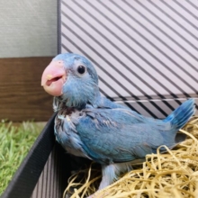 最新画像有り⭐️まだツンツンな姿です❗️小さな怪獣マメルリハインコ（ブルー）💙