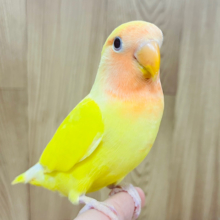 【最新画像・動画更新🪄もうすぐひとり餌‪☆】ビタミンカラーのわたわたコザクラやって来ました☆コザクラインコ(ルチノー) ヒナ