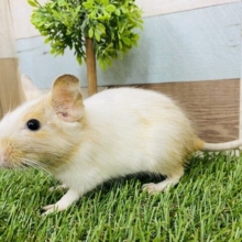 優しいお色が可愛すぎるっ‼️まだまだ緊張気味なデグー（サンドパイド）🧡🤍