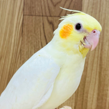 【最新画像更新🪄】可愛いお顔にメロメロ♡オカメインコ(ルチノー) ヒナ