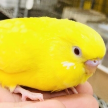 パッと明るいカラーの人気者！！　セキセイインコ