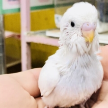 写真では伝えられないこのカラー♪　ぜひ現地にお越しください！！　セキセイインコ