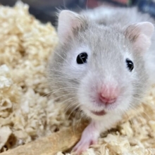 フワフワ！てちてち！🐾 セーブルハムスター 2023年9月生まれ