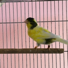 綺麗に鳴いてくれるかな？？ローラーカナリアの男の子！