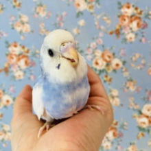 たまらないかわいさ🥰手乗りセキセイインコ(ブルーパイド)🫧