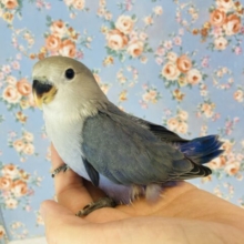 最新画像🌟とっても素敵なコバルト色🫧激かわです❤︎手乗りコザクラインコ(コバルトバイオレット)🪶✨