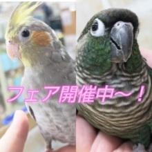 10月限定の～🎃 オカメ＆ウロコフェア🎉