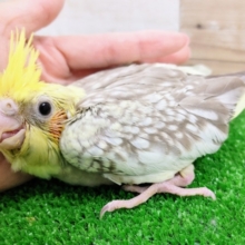 ご飯大好き❤オカメインコのヒナ(シナモンパール)入荷しました❤