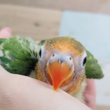 久しぶりの入荷✨キエリボタンインコのヒナ入荷しました❤