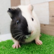 なでなで動画更新❤短毛モルモット(イングリッシュモルモット)入荷しました❤