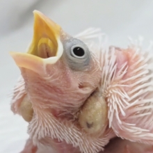白い天使が舞い降りた～👼 白文鳥