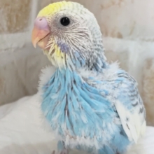 魅力たっぷり溢れる～🌈 セキセイインコ(パステルレインボーパイド)