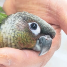 キンキラコガネさん～✨ ワキコガネウロコインコ