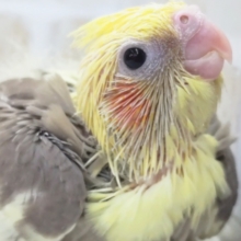 メロメロカラーさん～🥞 オカメインコ(シナモンパイド)