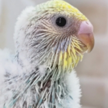 鮮やかパステル～🌈 セキセイインコ(パステルレインボー)